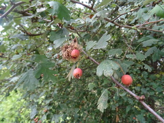 Crataegus monogyna