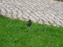 Turdus merula