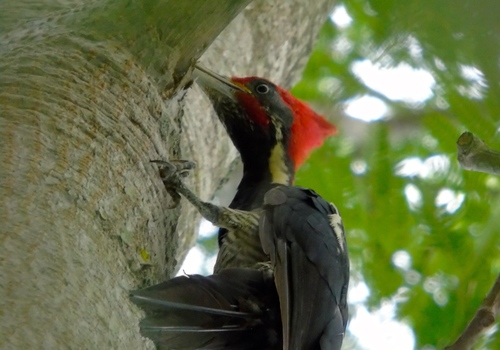 Lineated Woodpecker