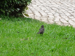 Turdus merula