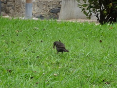 Turdus merula