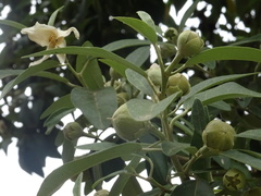 Lagunaria