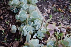 Kalanchoe longiflora