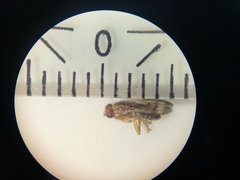 Opomyzidae