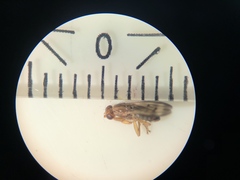 Opomyzidae
