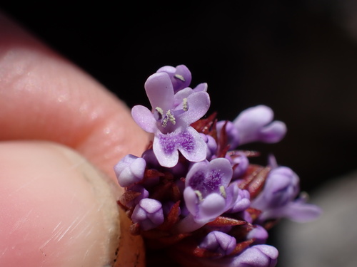 Image of Pseudoselago langebergensis by (c) Ren Hoekstra, some rights reserved (CC BY)