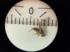 Opomyzidae