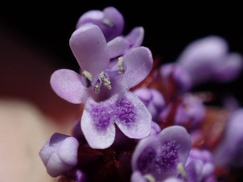 Image of Pseudoselago langebergensis by (c) Ren Hoekstra, some rights reserved (CC BY)