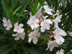 Nerium oleander