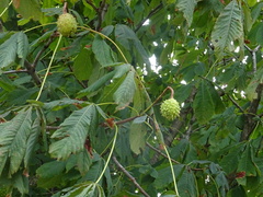 Aesculus hippocastanum