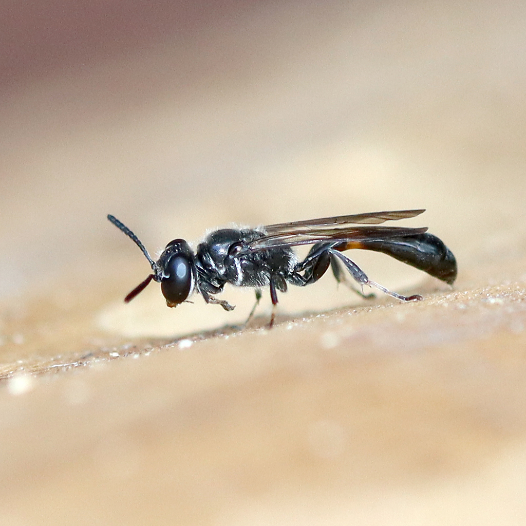 Trypoxylon collinum rubrocinctum