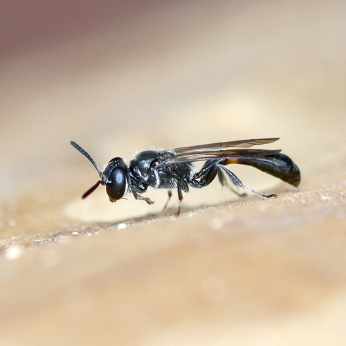 Trypoxylon collinum rubrocinctum