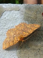 Lepidoptera