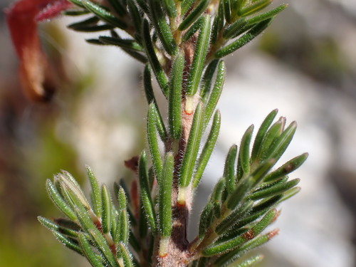 Image of Erica unicolor by (c) Ren Hoekstra, some rights reserved (CC BY)