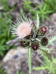 Cirsium eatonii