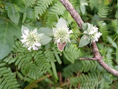 Pycnanthemum setosum