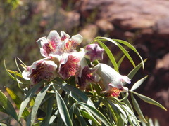Pandorea doratoxylon