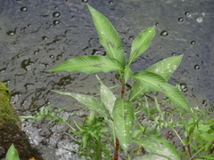 Persicaria