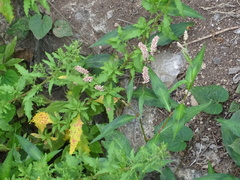 Persicaria