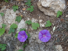 Ipomoea indica