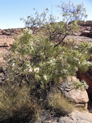 Pandorea doratoxylon
