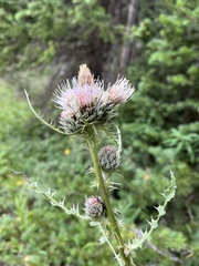 Cirsium osterhoutii