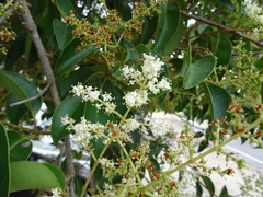 Ligustrum lucidum