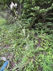 Cirsium osterhoutii