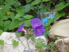 Ipomoea indica