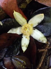 Passiflora intricata