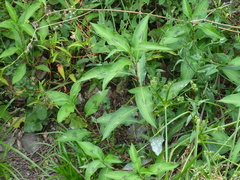 Persicaria