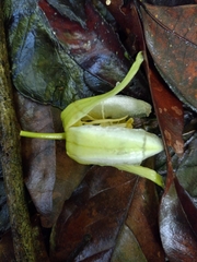 Passiflora intricata