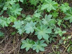 Ricinus communis