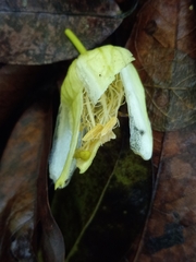 Passiflora intricata