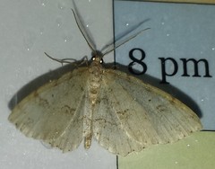 Melanolophia signataria