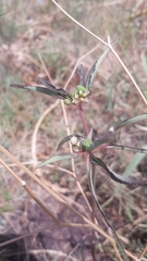 Euphorbia davidii