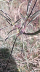Euphorbia davidii