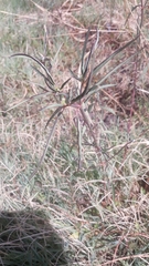 Euphorbia davidii