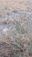 Sphaeralcea angustifolia