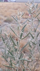 Sphaeralcea angustifolia