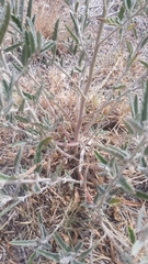 Sphaeralcea angustifolia