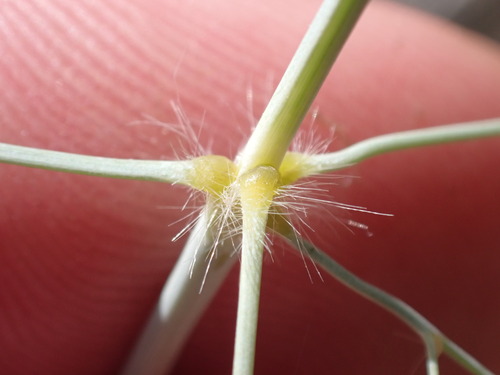 Eragrostis intermedia iNat (3)