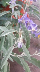Solanum elaeagnifolium
