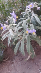 Solanum elaeagnifolium