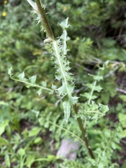 Cirsium osterhoutii