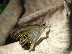 Hypocysta irius