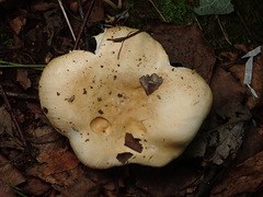 Russula risigallina