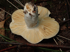Russula risigallina