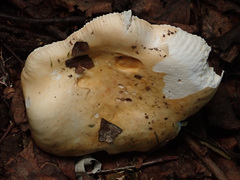 Russula risigallina