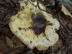 Russula risigallina